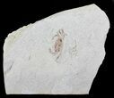 Fossil Pea Crab (Pinnixa) From California - Miocene #63711-1